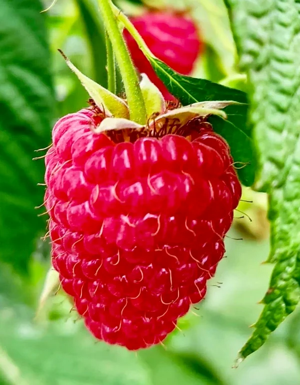 image-3
